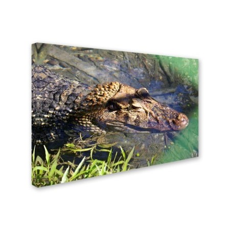 Trademark Fine Art Robert Harding Picture Library 'Alligators 2' Canvas Art, 12x19 ALI19275-C1219GG